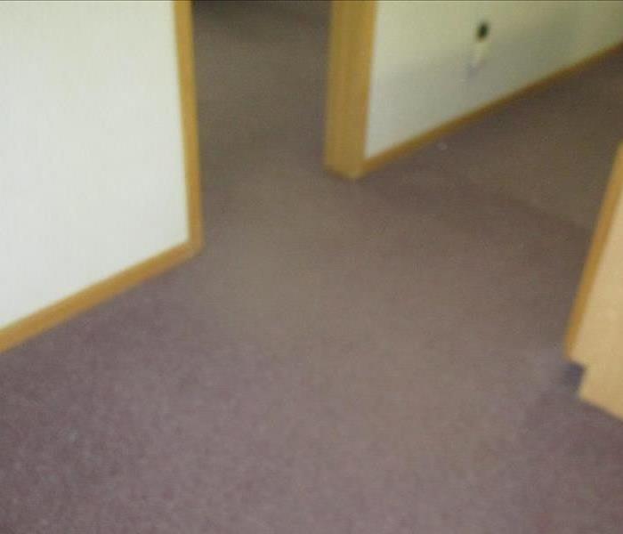 stain free carpet